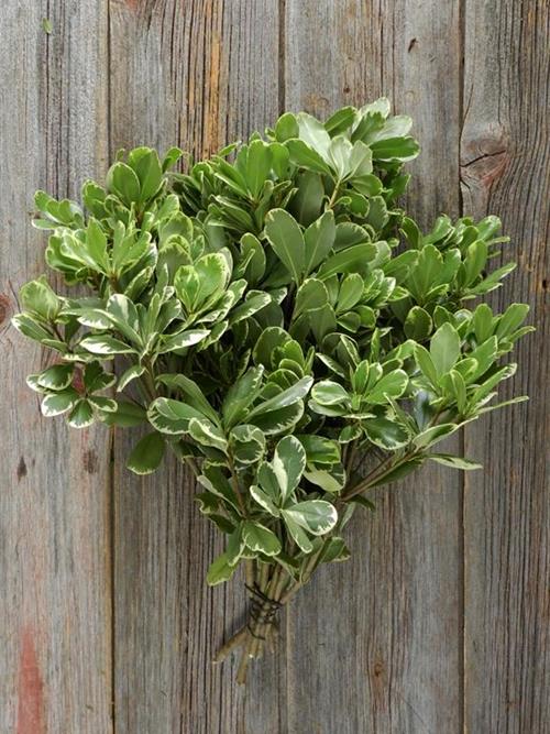 PITTOSPORUM  VARIGATED GREENS